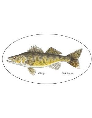 Pescador On The Fly Walleye Decal in Walleye